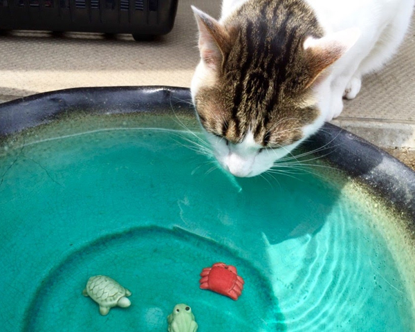 猫が水槽の水を飲むようになりました