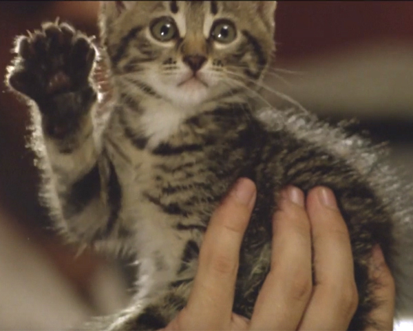 世界一の猫使いが出演 ロシア発のめちゃくちゃ可愛い猫映画