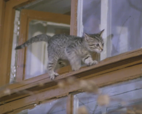 世界一の猫使いが出演 ロシア発のめちゃくちゃ可愛い猫映画